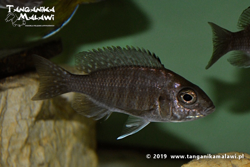 Aulonocara stuartgranti 'Gallireya Reef'